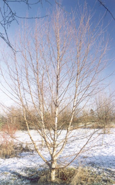 ../Images/Birch tree Winter 1999-2000(2).jpg